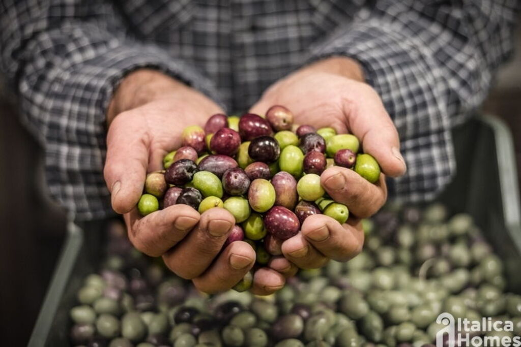 How olive oil is produced