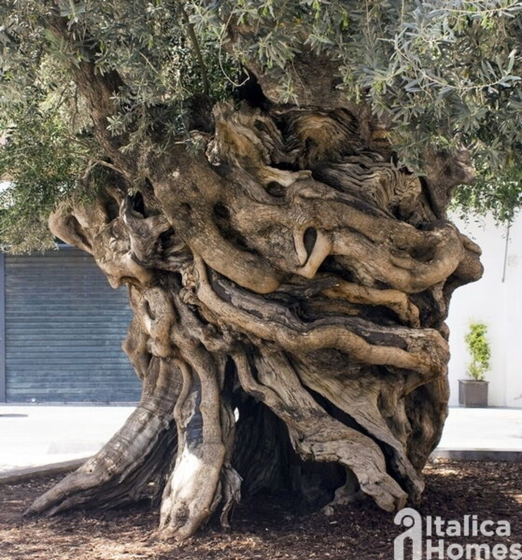 Olive Tree in Italy