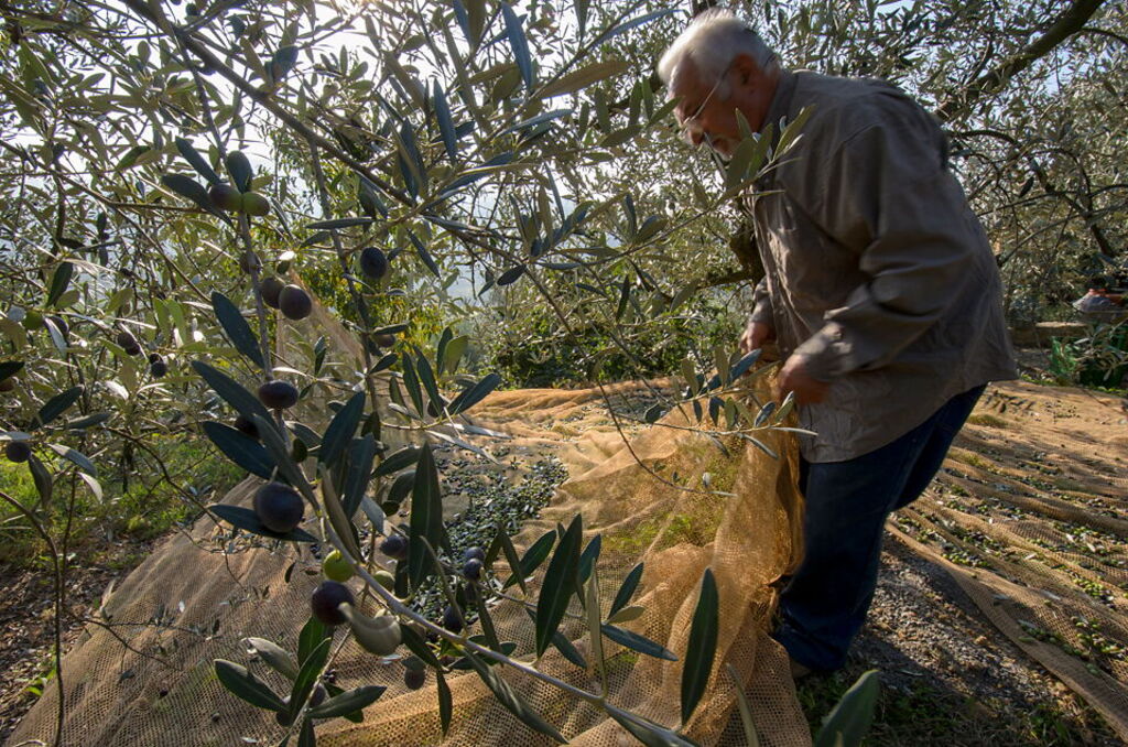 Olive harvest in Tuscany: When autumn smells of fresh oil