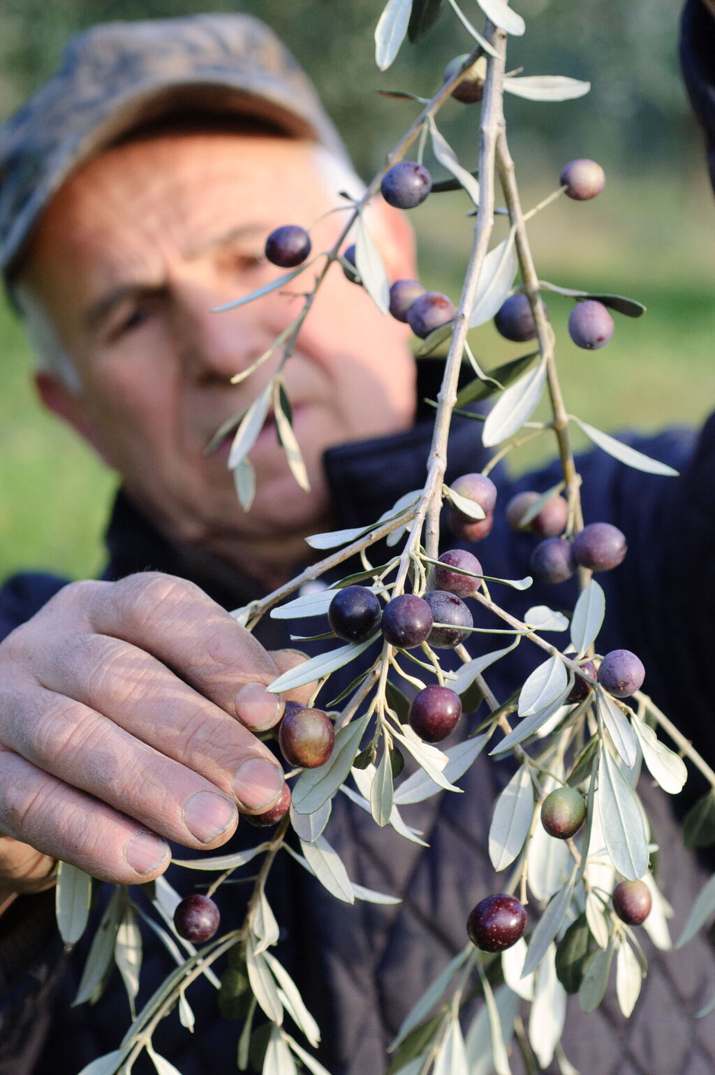 Holidays in the olive grove - Mediterranean tranquillity in authentic country houses