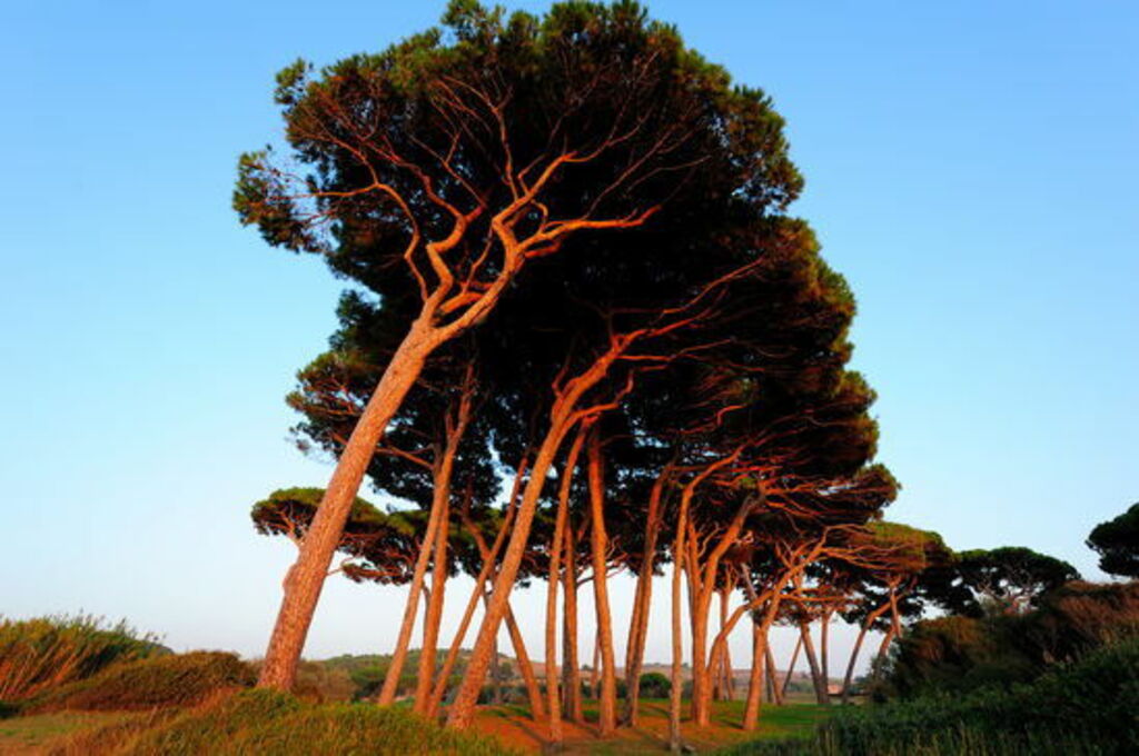 Pini in der Versilia - Toskana