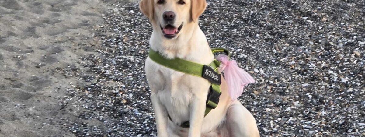 Urlaub in Italien mit Hund: Die 5 hundefreundlichsten Regionen