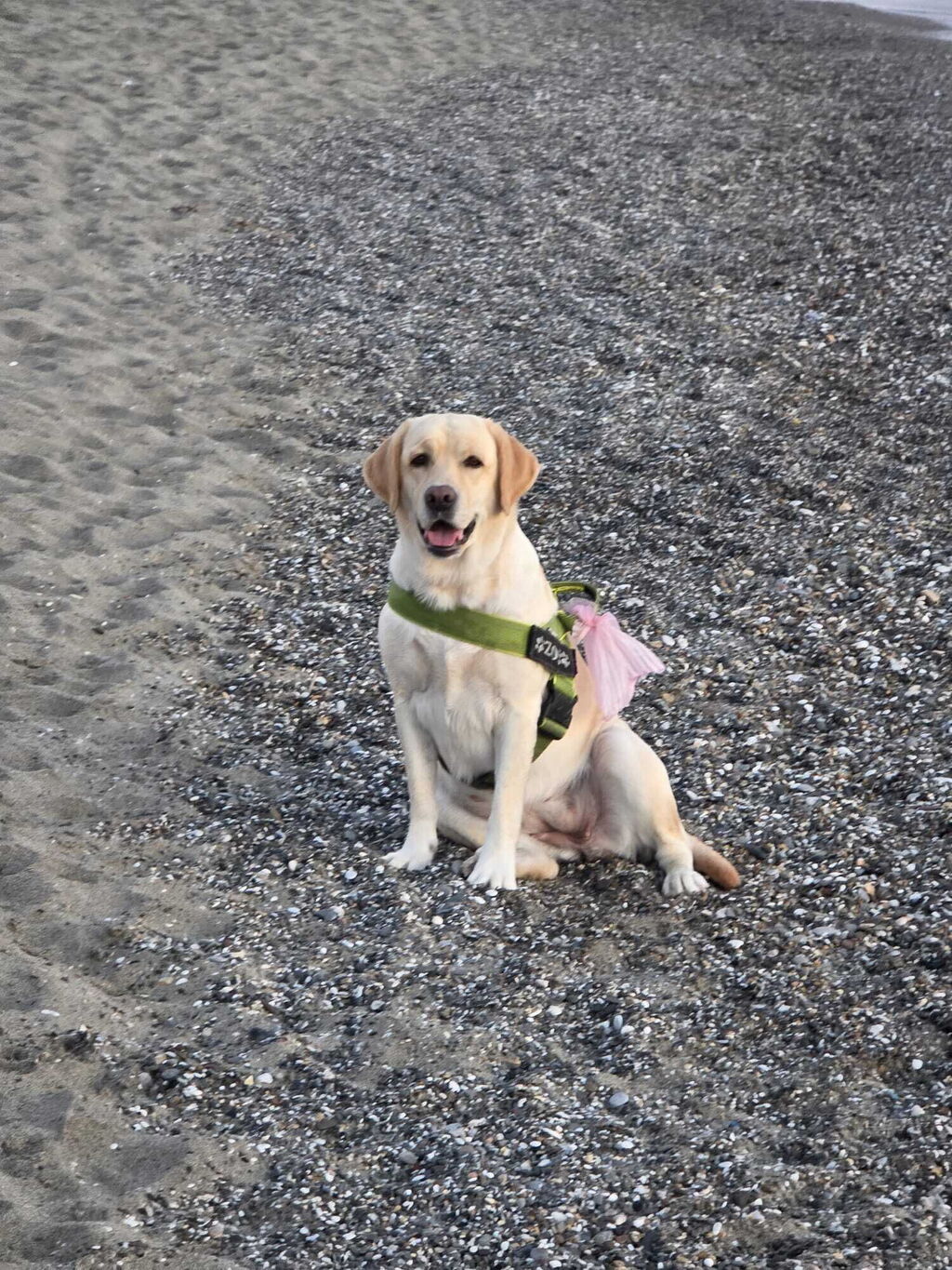 Vacanze in Italia con il cane: le 5 regioni più dog-friendly